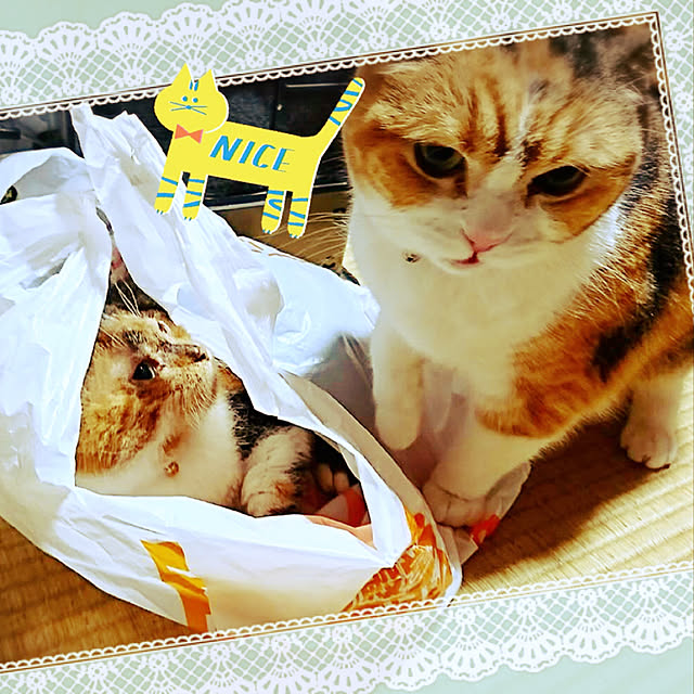 実例写真