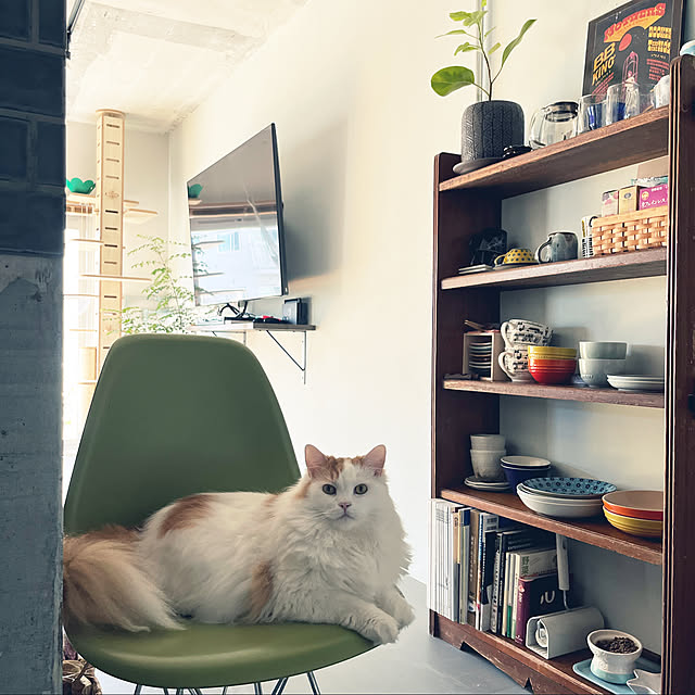 猫と暮らす家/リノベーションマンション/中古マンションリノベーション/観葉植物/観葉植物のある暮らし...などのインテリア実例 - 2022-09-26 19:50:53