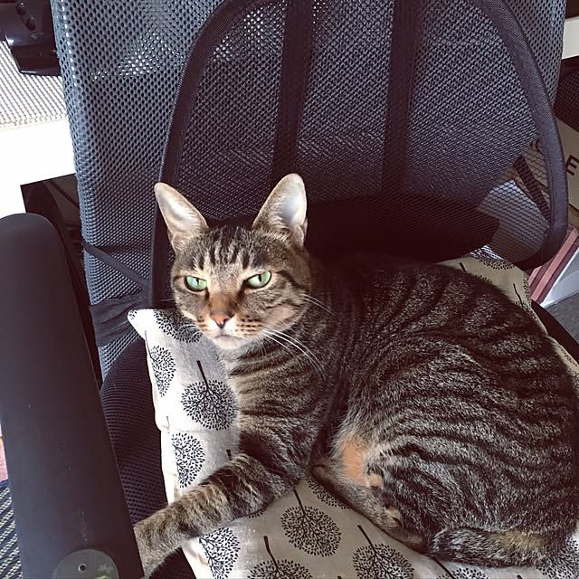 shigimiさんの実例写真