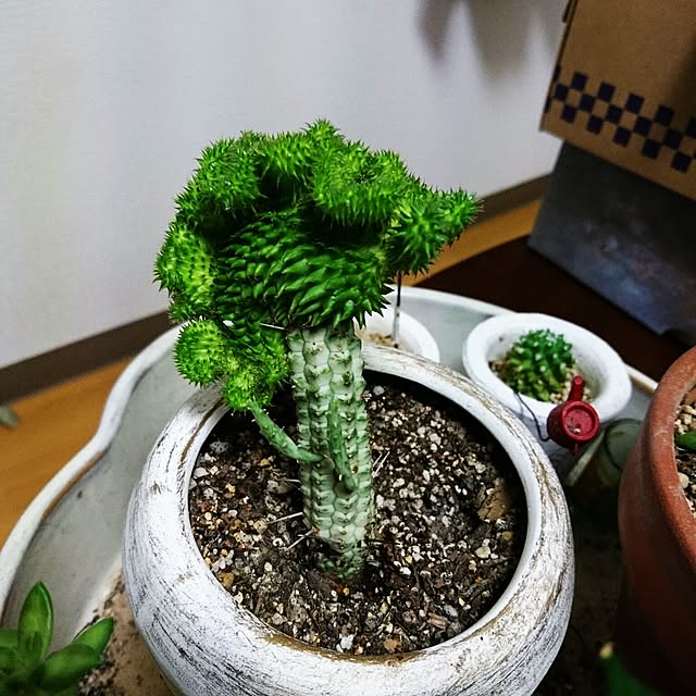 momodarumaさんの実例写真