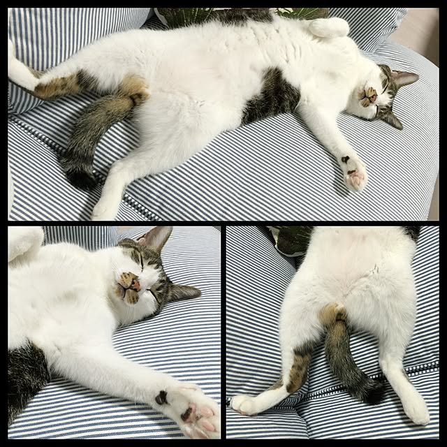 yuchiさんの実例写真