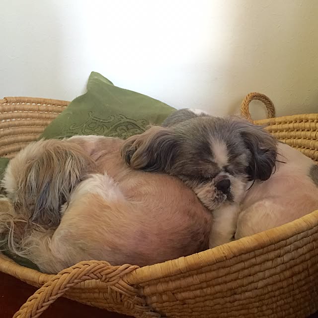 butachanさんの実例写真