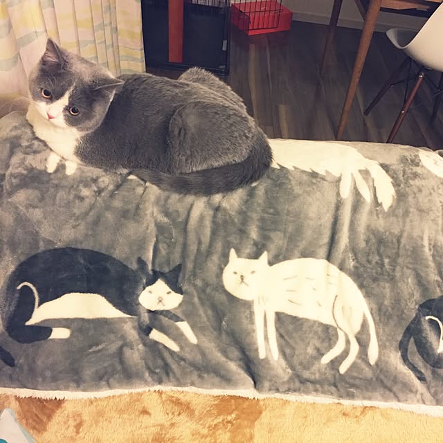 stcdyさんの実例写真