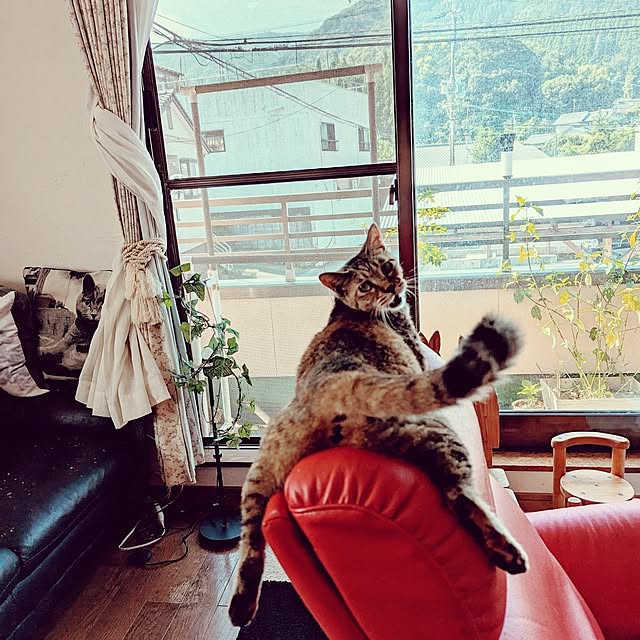 uchizukonyanさんの実例写真