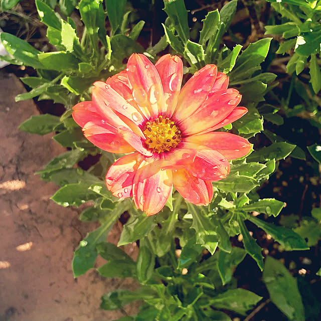 tomoさんの実例写真