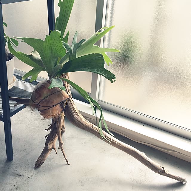 marshさんの実例写真