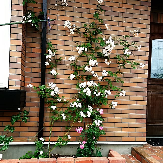 maryKayoさんの実例写真