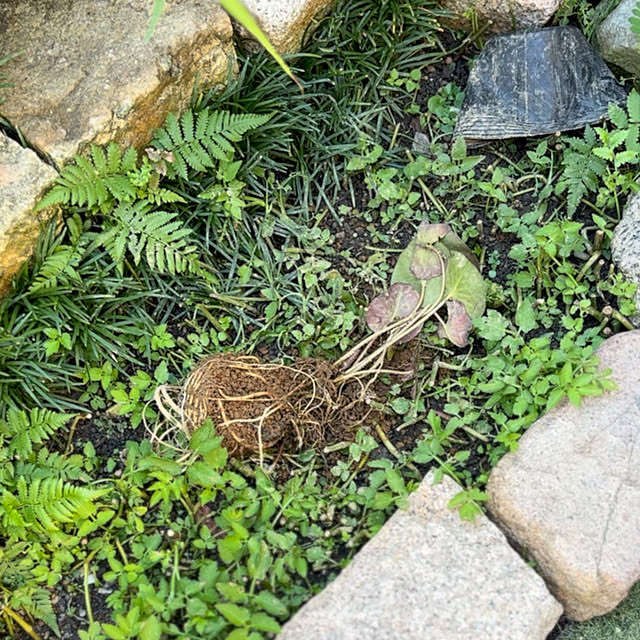 faunさんの部屋