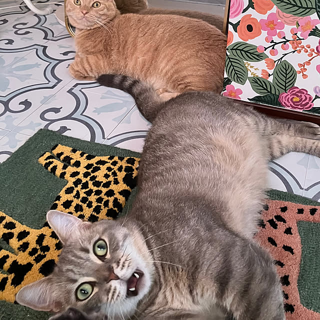 HACHIJIRUSHIさんの実例写真