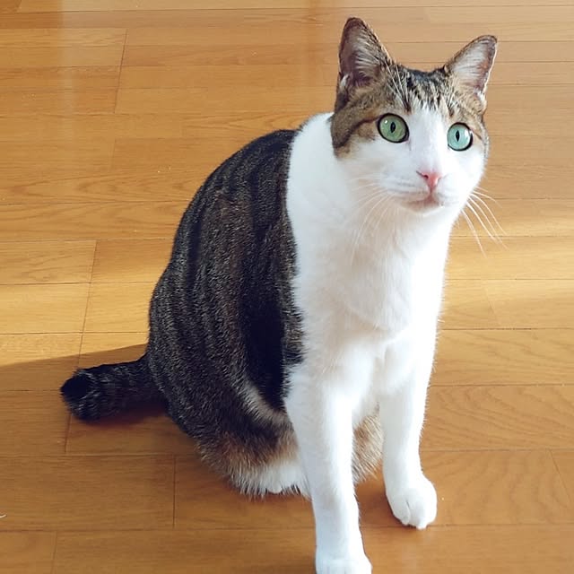 nachiさんの部屋