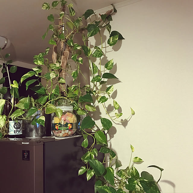 キッチン/DIY/観葉植物/IKEA/初投稿のインテリア実例 - 2017-08-11 23:18:13