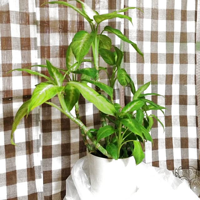 fu-sukeさんの実例写真