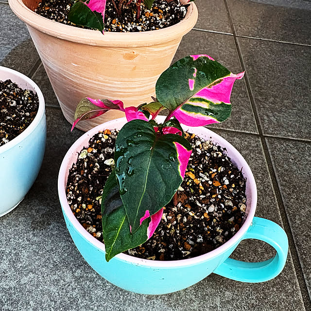 RYOさんの実例写真