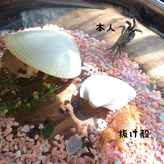 soramameさんの実例写真