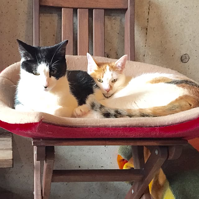 ziziguguさんの実例写真