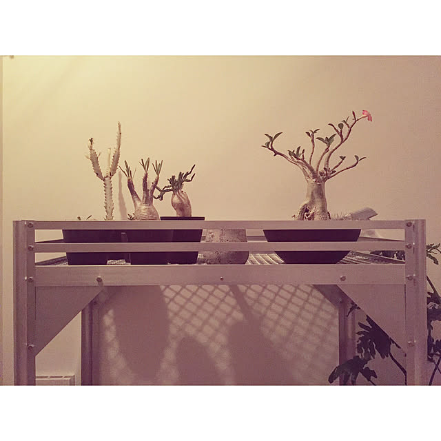 Dainosukeさんの実例写真
