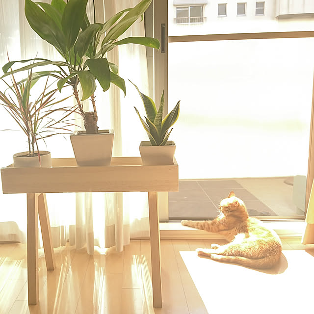 nekomajinさんの実例写真