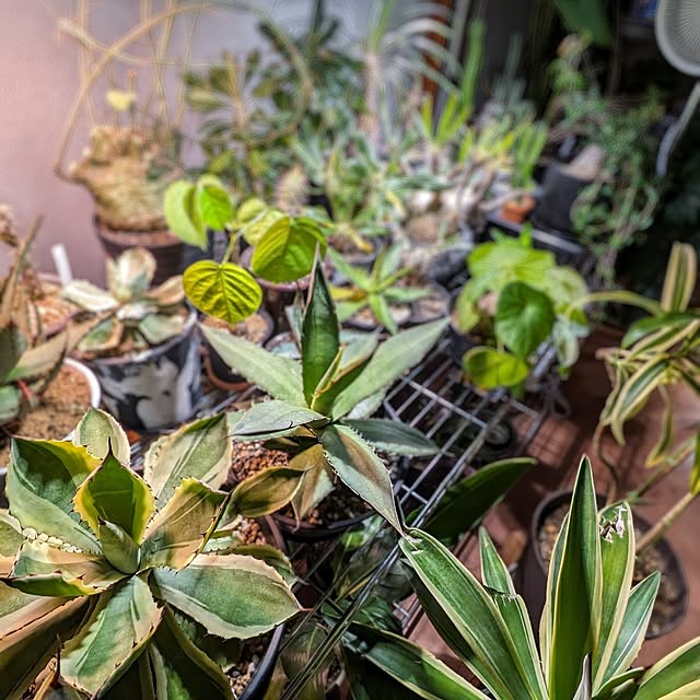 ot-gardenさんの部屋