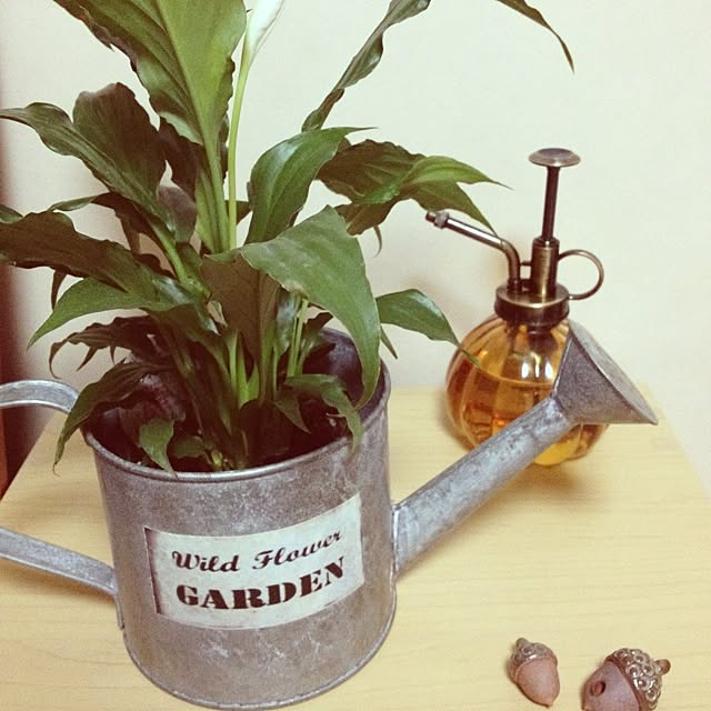 棚/植物のインテリア実例 - 2012-07-08 21:04:08