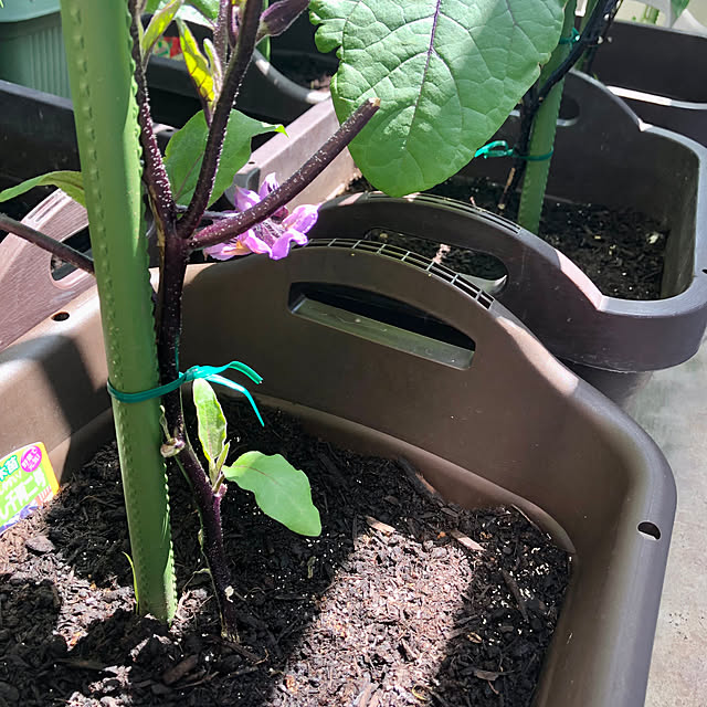 家庭菜園記録/家庭菜園を楽しむ/家庭菜園の野菜たち/家庭菜園のある生活/家庭菜園の暮らし...などのインテリア実例 - 2023-05-22 19:20:46