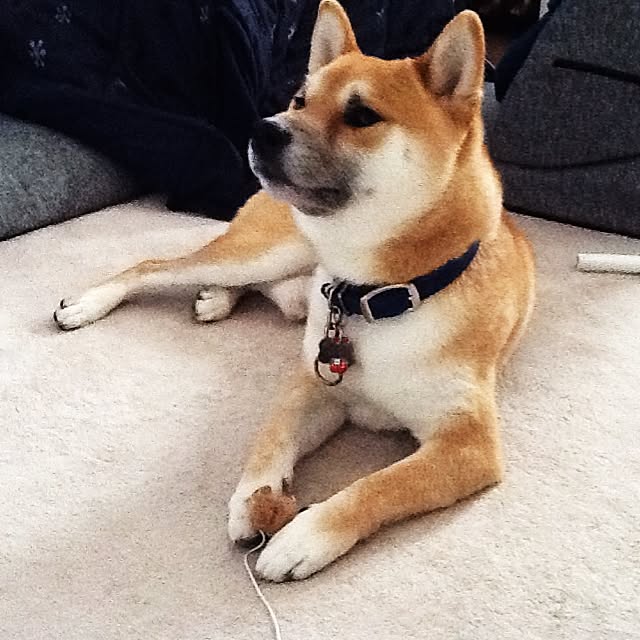kotaさんの実例写真