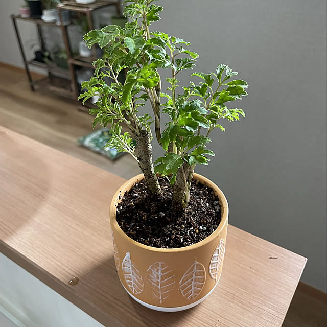 ikuzakさんの部屋