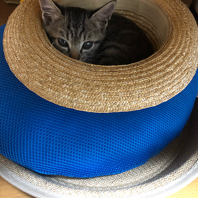 kotaさんの実例写真