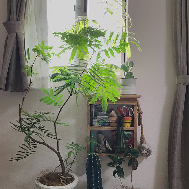 観葉植物/リビングのインテリア実例 - 2019-05-29 18:25:33