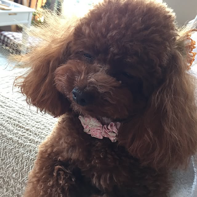 ISM.mumさんの実例写真