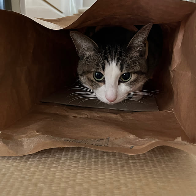lovecats02さんの部屋