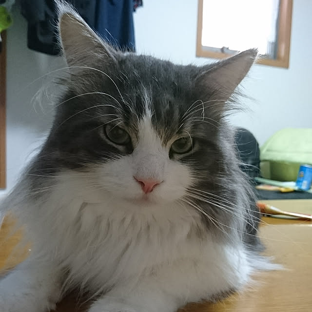 shinobuさんの実例写真