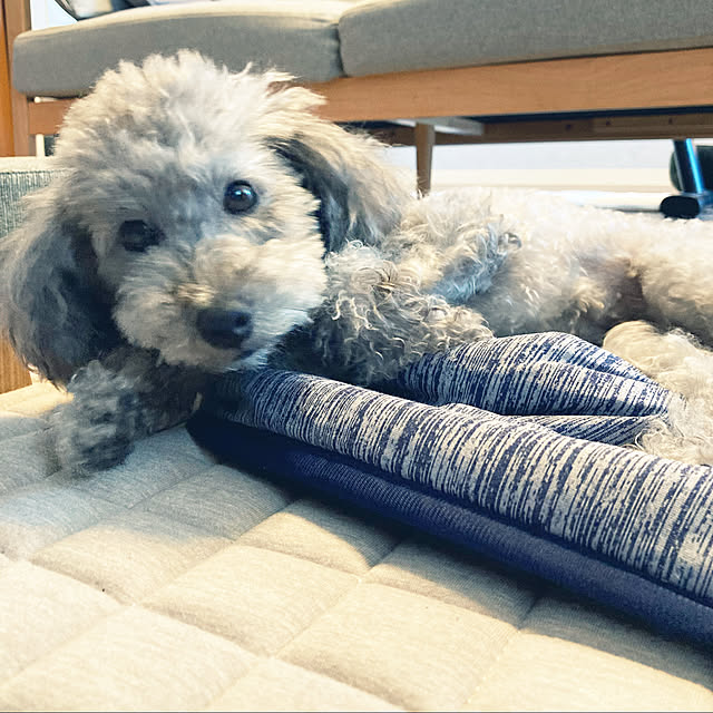 coochanさんの実例写真