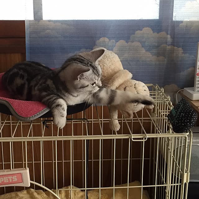 tanutanさんの実例写真