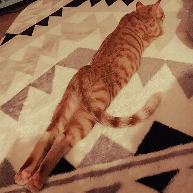 miyamiさんの実例写真