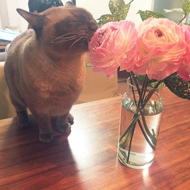 shienaさんの実例写真