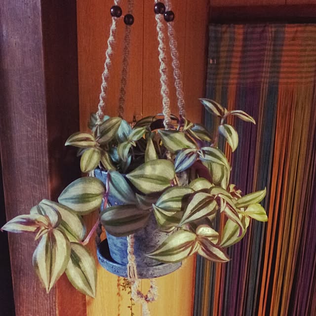 部屋全体/手作り/植物/観葉植物のインテリア実例 - 2015-01-22 08:01:50