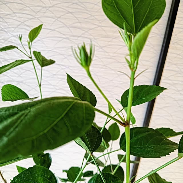 hanachanさんの部屋