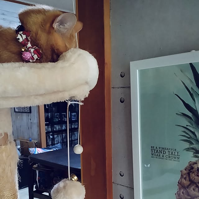 runaさんの部屋