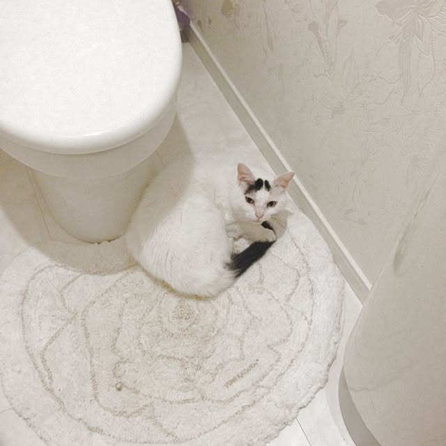 canaさんの実例写真