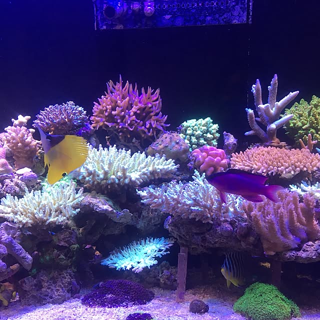 aquarium_seaさんの実例写真