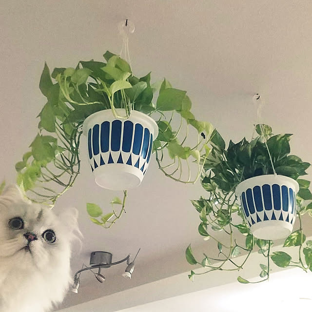 hakutomoroさんの実例写真