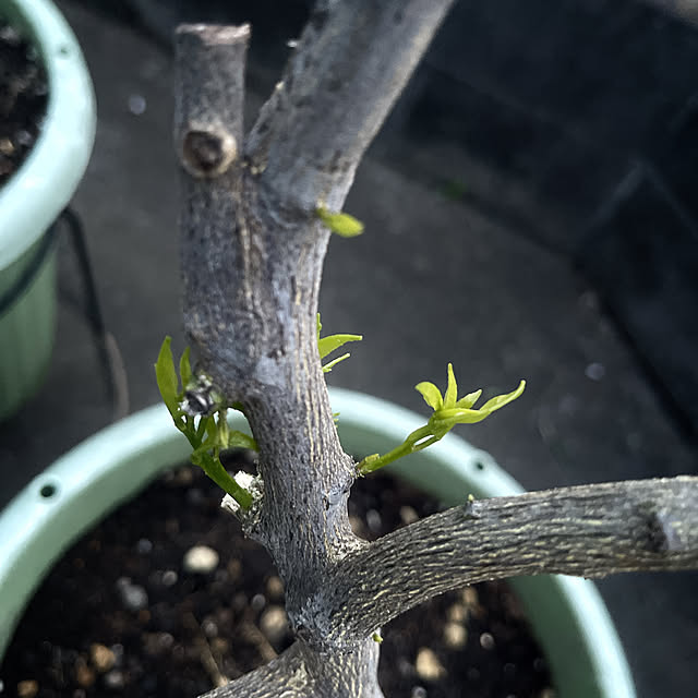 Ohigeさんの部屋