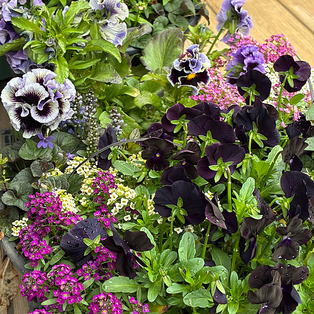 romiromiさんの実例写真