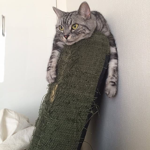 mikomaruさんの実例写真
