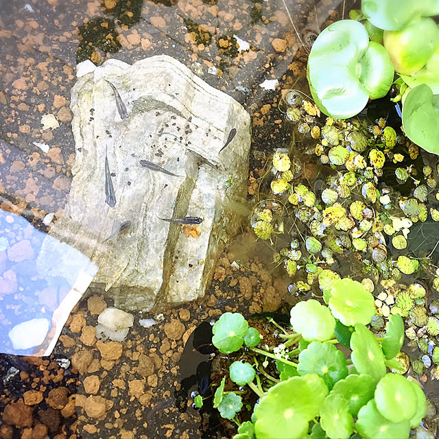 naicoさんの実例写真