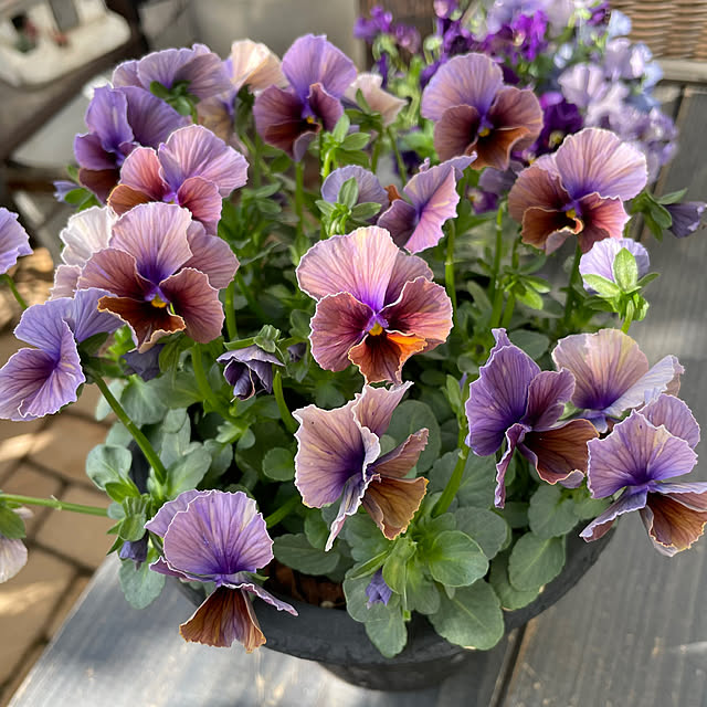 shiropenguinさんの実例写真