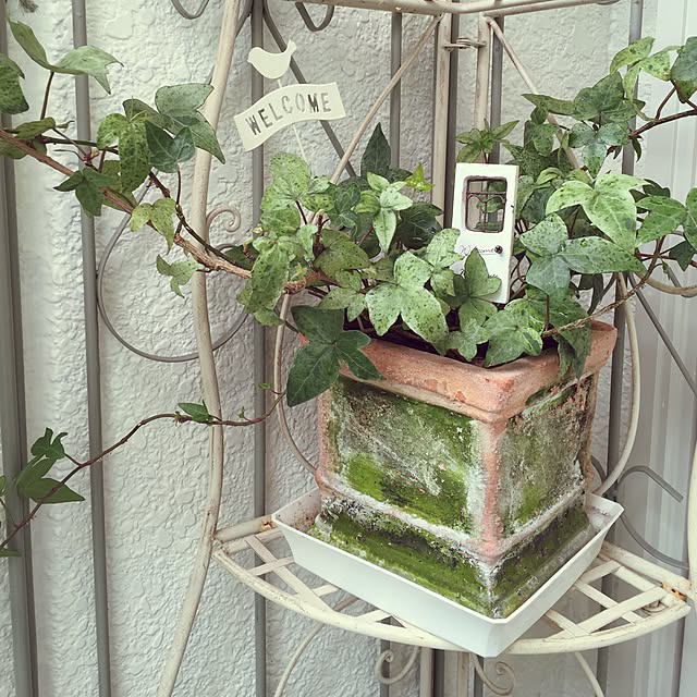 greenroseさんの実例写真