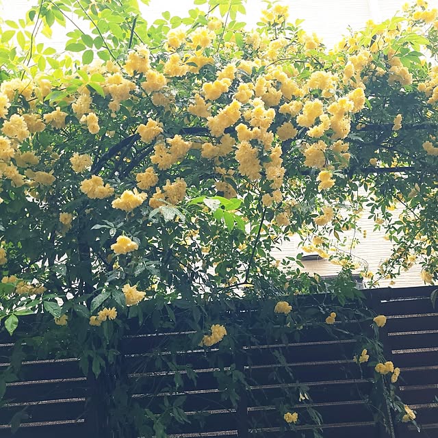 mimi828さんの実例写真