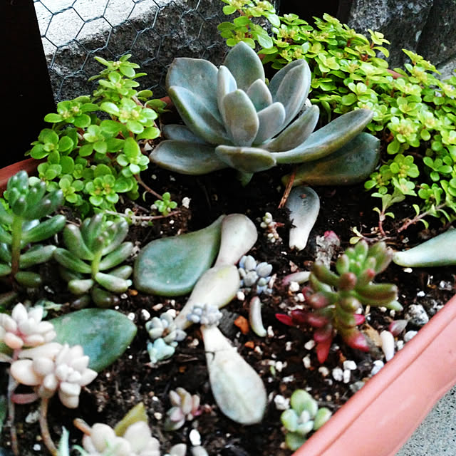 kyukyuさんの実例写真