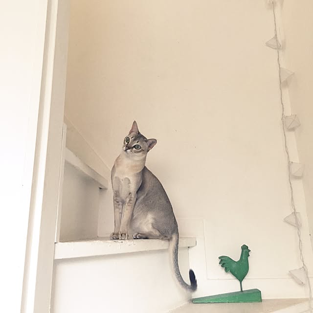 jaajjiさんの実例写真
